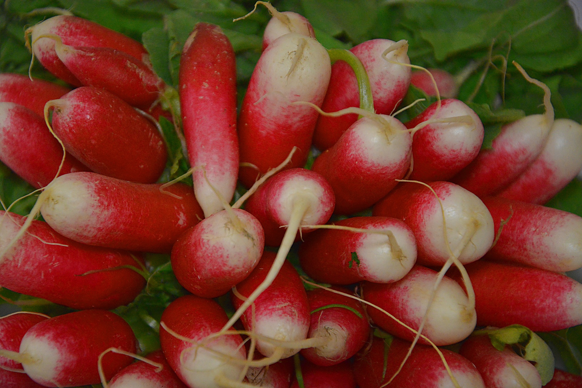 recolte-radis-semer-potager-enfants-activite